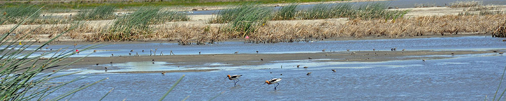 avocets (birds) wading