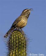 Coastal Cactus Wren