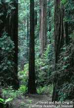 Coast Redwoods (link opens in a new window)