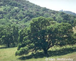 Oak Woodland