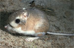 Kangaroo Rat