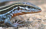 Orange-throated Whiptail