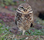 Burrowing Owl