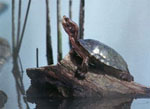 Western Pond Turtle