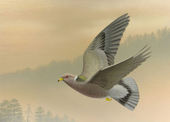 painting of gray bird, with white neck collar, flying