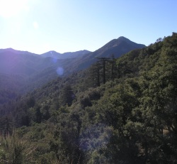 An example of typical band-tailed pigeon habitat, oak and mixed conifer forest in Monterey County. Photo by Krysta Rogers, 2011.
