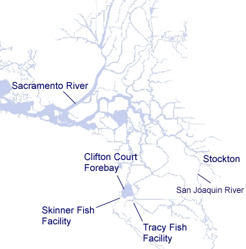 map showing locations of Skinner and Tracy Fish facilities just south of Clifton Court Forebay in the San Joaquin River delta
