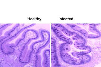 Gut tissue of red abalone