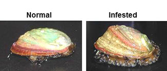 red abalone