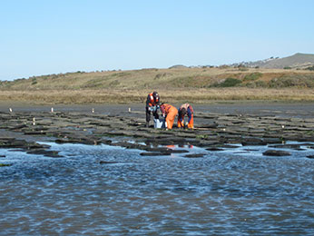 staff inspecting oyster in farm