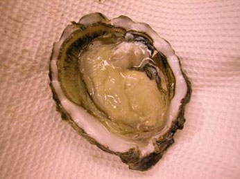 Oysters