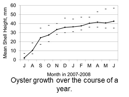 Chart of the oyster growth over the course of a year