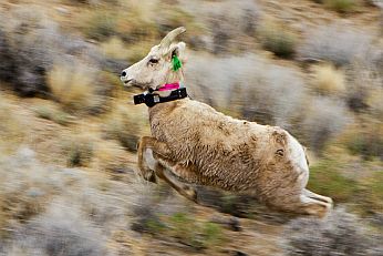 Sierra bighorn ewe leaving release site with collars visible