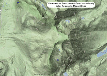 Mt Gibbs animal movements during first two months