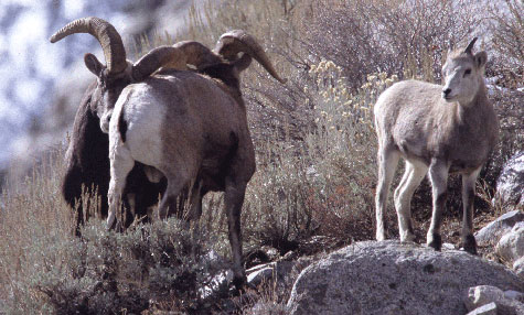 Rams horn wrestling