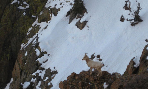 Ewes in lambing terrain