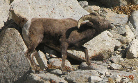 Ram mating behavior