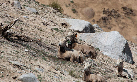 Bighorn in recent burn