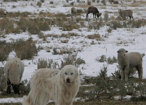 Bighorn ram with domestic sheep