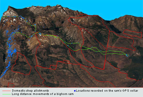 Movements of bighorn ram