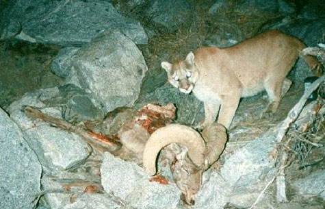 Mountain lion at bighorn kill