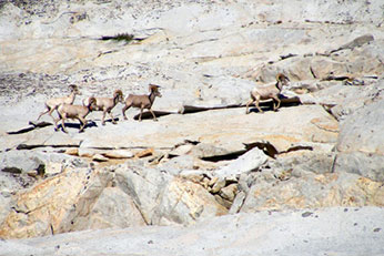 Large ram group on granite slabs in the Rae Lakes basin.