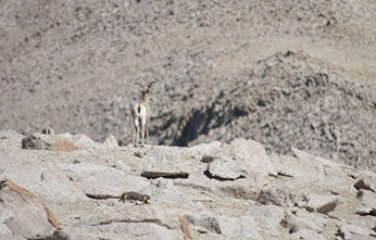 A ewe surveying the Cottonwood basin while a marmot looks on.