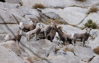 Mixed group or rams, ewes and lambs on Sierra east-side during winter.