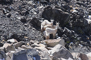 A group of ewes at the metamorphic - granitic boundary common in Pine Creek