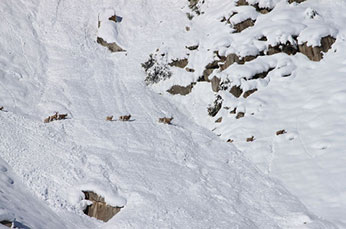Early winter snows requires migration in deep snow for bighorn