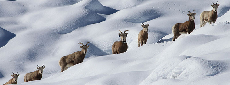 Group of sheeps in snow