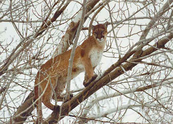 mountain lion in tree