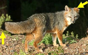 photo of gray fox with arrows pointing at ears and tail tip