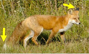 photo of Sierra Nevada red fox with arrows pointing at ears and tail tip