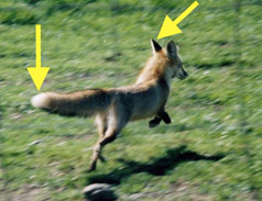 photo of running Sierra Nevada red fox with arrows pointing at ears and tail tip