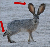 arrows pointing at long, black-tipped ears, and brown and black tail of jackrabbit