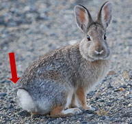 arrow pointing at fluffy white tail brownish-grayish rabbit