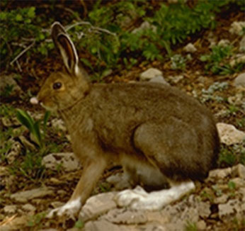 a brown rabbit on rocky ground