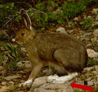 arrow pointing at large hind feet of dark brown rabbit
