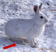 arrow pointing to large hind feet of white rabbit