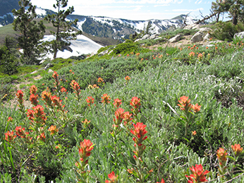 orange flowers with mountains in the background