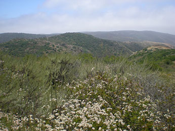 image of nature with flowers, mountains and sky