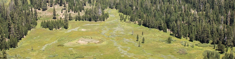 Mountain Meadow Sierra Nevada