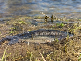 Image of Clear Lake Hitch along the banks of a stream.