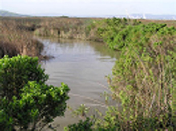 A slough on Roe Island showing typical slough vegetation and adjacent tidal marsh