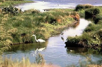 egret habitat