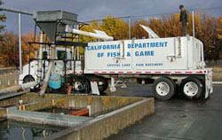 Fish being loaded for planting