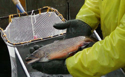 Worker holding fish