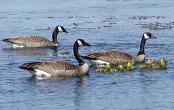 Geeses floating in water