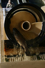 close-up auger style tube moving fish